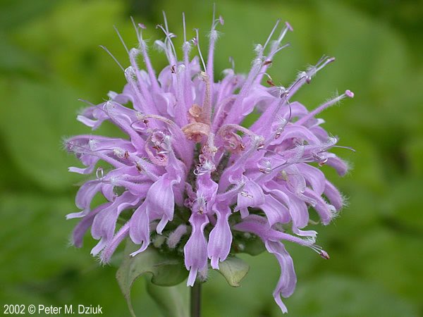 MonarchsFc's tweet photo. Many beautiful flowers that will be great in our garden but this one will look really nice it’s a native plant: Monarda Fistulosa 🌹#MortonPride https://t.co/zgXbl7DCnk