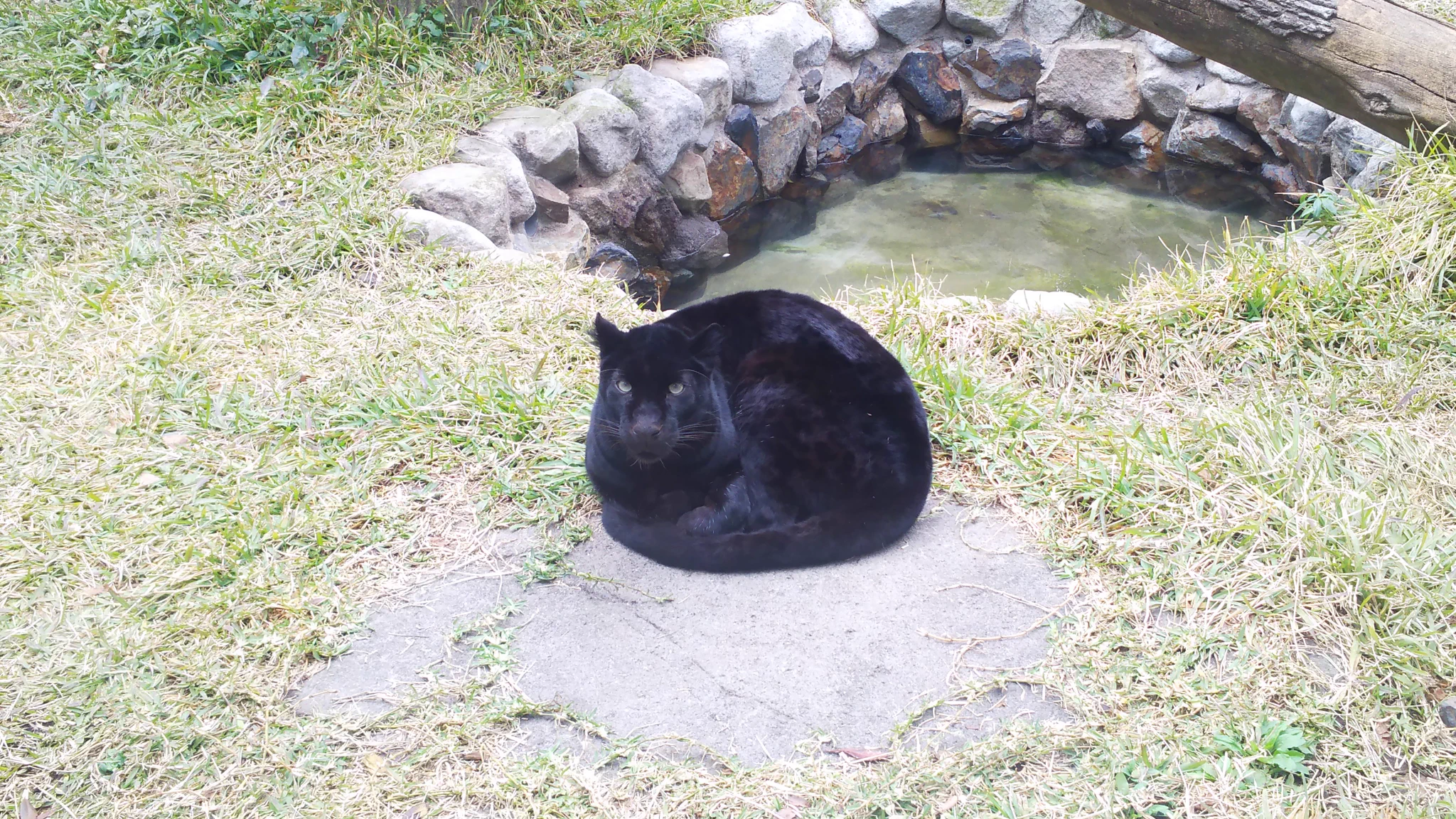 クロヒョウも丸くなる？！まるで猫のようなヒーターの上の姿ｗｗｗ
