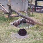 クロヒョウも丸くなる？!まるで猫のようなヒーターの上の姿!