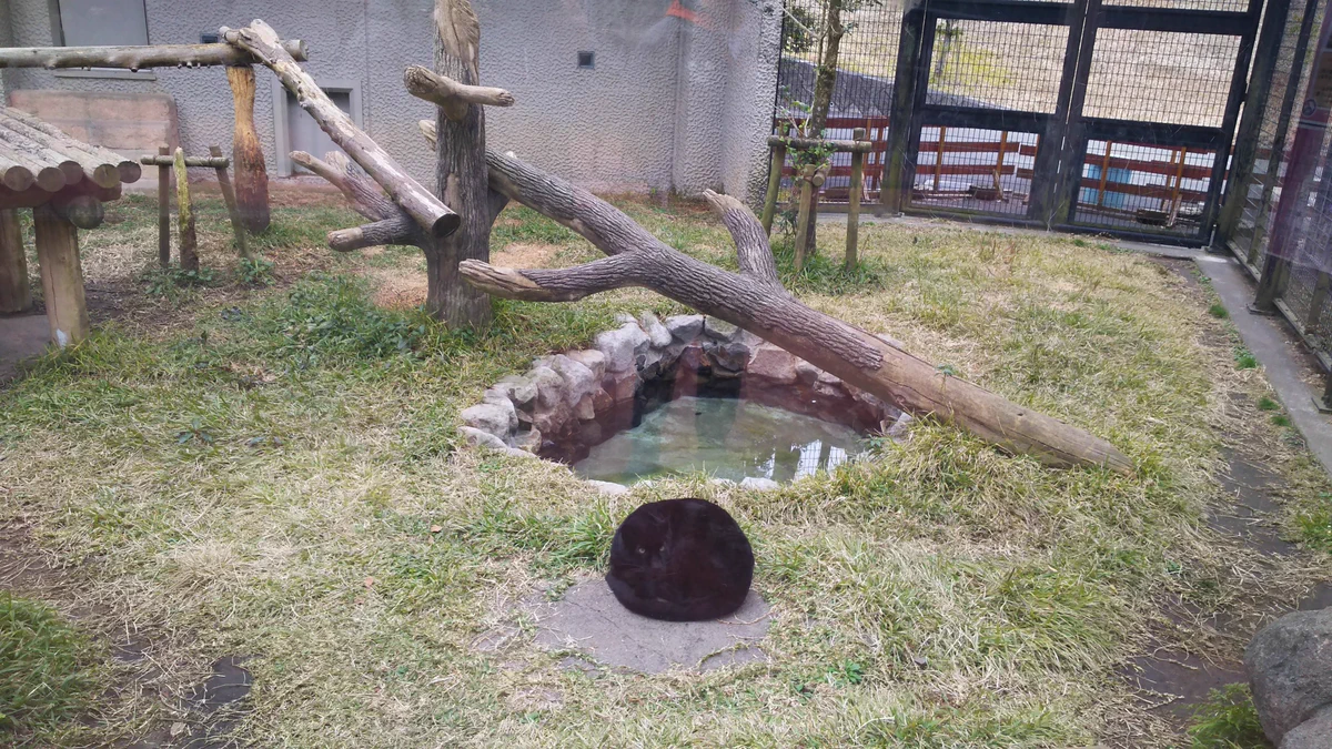 クロヒョウも丸くなる？！まるで猫のようなヒーターの上の姿ｗｗｗ