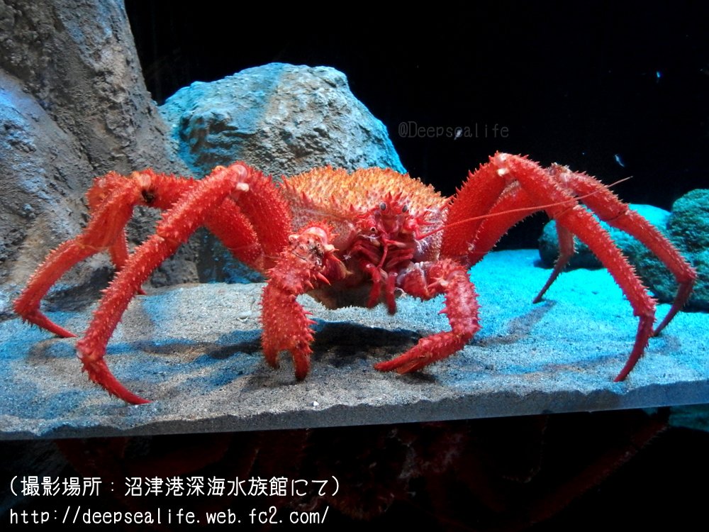 ট ইট র 水族館で見られる深海生物bot エゾイバラガニ カニとついているがヤドカリの仲間 甲羅の色が脚に比べ白っぽい 調理すると身がミルクのような甘い香りがする事から ミルクガニ とも呼ばれている T Co 0ez1hualp4 T Co