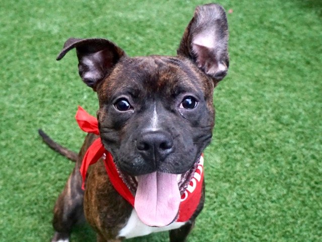 DIESEL - 18659 - TO BE DESTROYED 02/01/18: A volunteer writes: Diesel is a handsome and energetic young man always happy to run free in the yard, go for...
nycdogs.urgentpodr.org/diesel-18659/