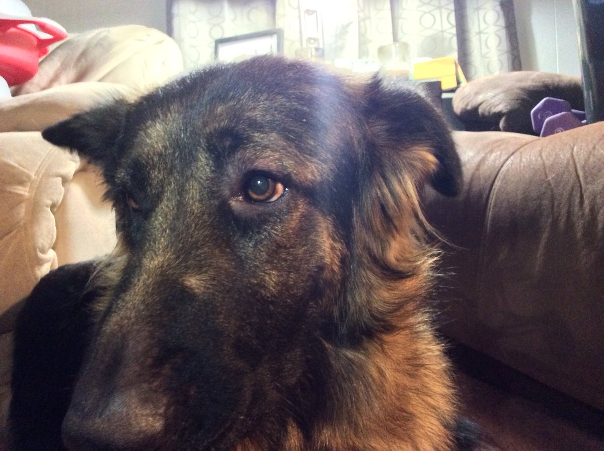 CronesVlog's tweet image. Izzy’s eyes are all swollen.  Poor girl. We gave her some Benadryl hoping to goes down and she’s ok.   We already called our vet.  

#GSD #GermanShepherd #cronesvlog #GetWellSoon #doggy #dogsofinstagram #pets #dogs #dogsoftwitter #dog