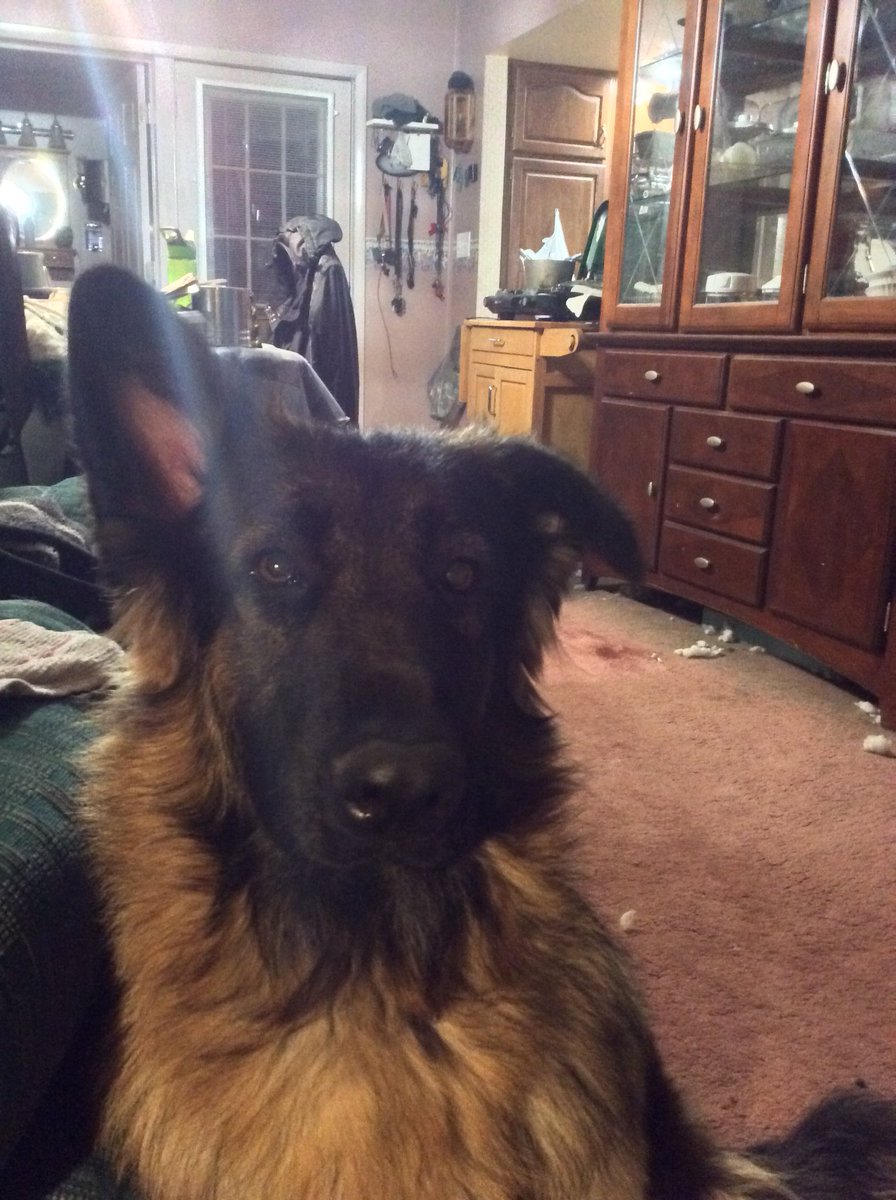 CronesVlog's tweet image. Izzy’s eyes are all swollen.  Poor girl. We gave her some Benadryl hoping to goes down and she’s ok.   We already called our vet.  

#GSD #GermanShepherd #cronesvlog #GetWellSoon #doggy #dogsofinstagram #pets #dogs #dogsoftwitter #dog