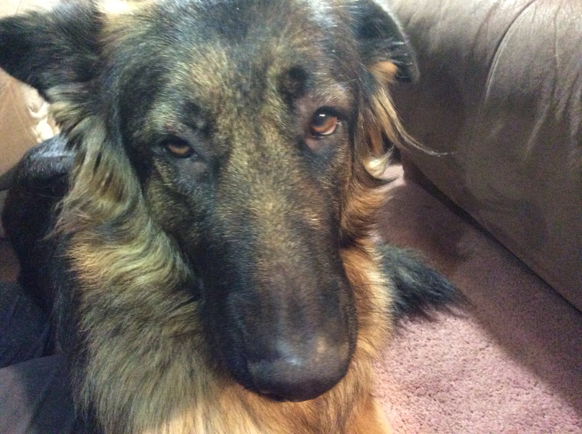 CronesVlog's tweet image. Izzy’s eyes are all swollen.  Poor girl. We gave her some Benadryl hoping to goes down and she’s ok.   We already called our vet.  

#GSD #GermanShepherd #cronesvlog #GetWellSoon #doggy #dogsofinstagram #pets #dogs #dogsoftwitter #dog