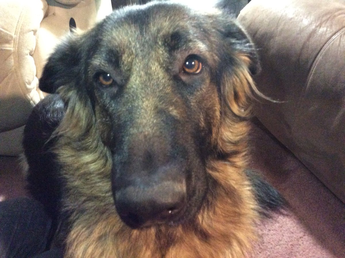 CronesVlog's tweet image. Izzy’s eyes are all swollen.  Poor girl. We gave her some Benadryl hoping to goes down and she’s ok.   We already called our vet.  

#GSD #GermanShepherd #cronesvlog #GetWellSoon #doggy #dogsofinstagram #pets #dogs #dogsoftwitter #dog