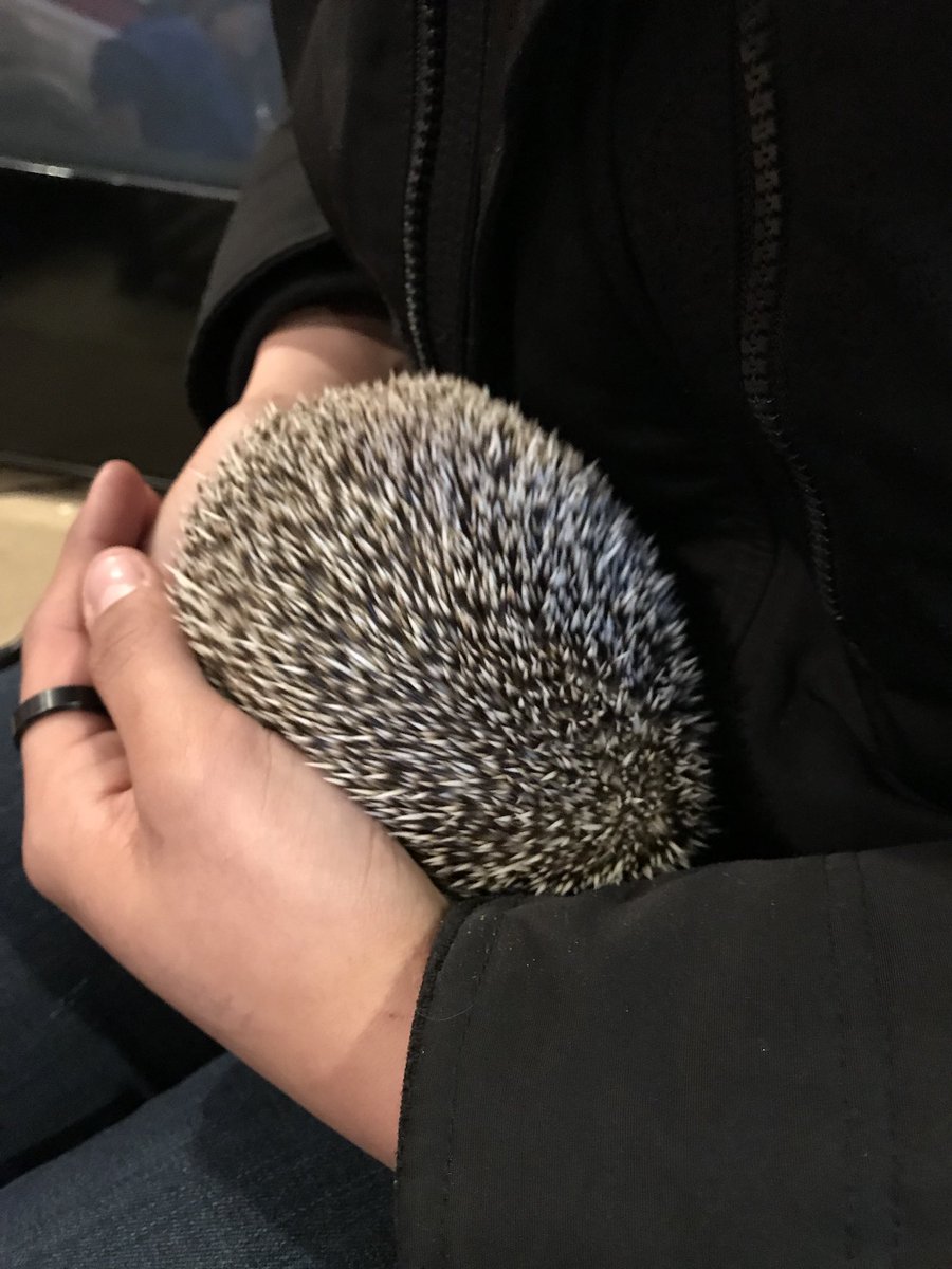 ItsElizabethS's tweet photo. Meet Bear the hedgehog 🦔 https://t.co/WKoC0AbBvD