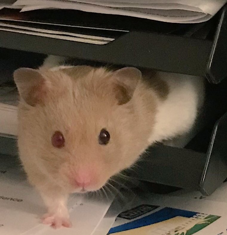 HmstrKenzie's tweet photo. Hey @Lord_Sugar can I be your next apprentice? I’ve been practicing “You’re fired” 🐹👉🏼 🦊🦁🐯.... 🦁 https://t.co/op7MR1vyli