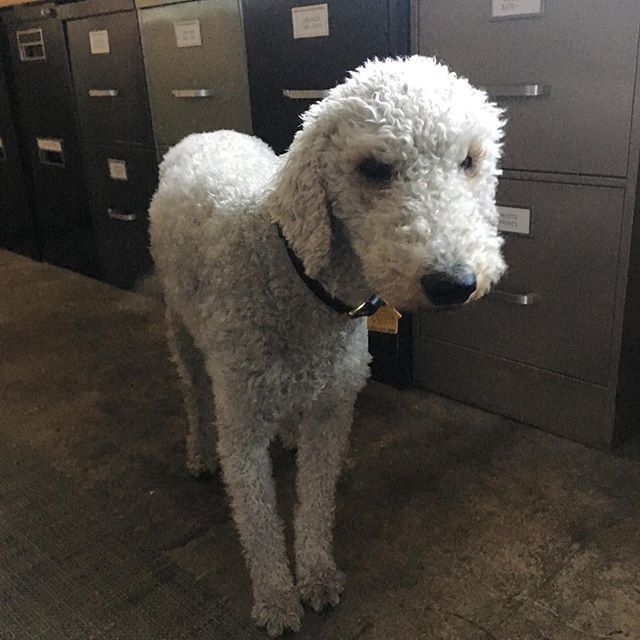 claydoyle's tweet photo. #workingdog Fido in the studio #fidoofsunsetdrive #bedlingtonterrier #bedlingtonsofinstagram #베들링턴테리어 #doylelogan  #instagramdogs #petstagram #dogs_of_instagram #puppylove #weeklyfluff #ilovemydog #doglovers #dogoftheday #dogsofig #doglover #dogl… https://t.co/Kwr2AQ50Sa https://t.co/ljy4SgJmnq
