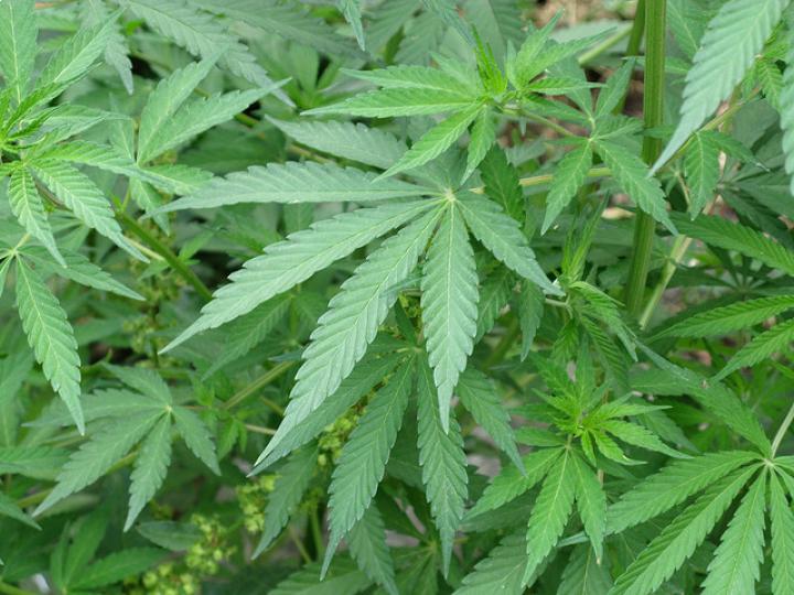 altassetco's tweet photo. Colorado May Give Out-Of-State Investors Access To Cannabis Market https://t.co/3sbwFuOjsk https://t.co/GvsZXDdSqe