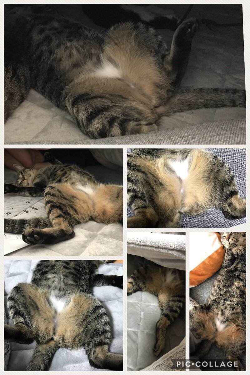 開脚コレクション 