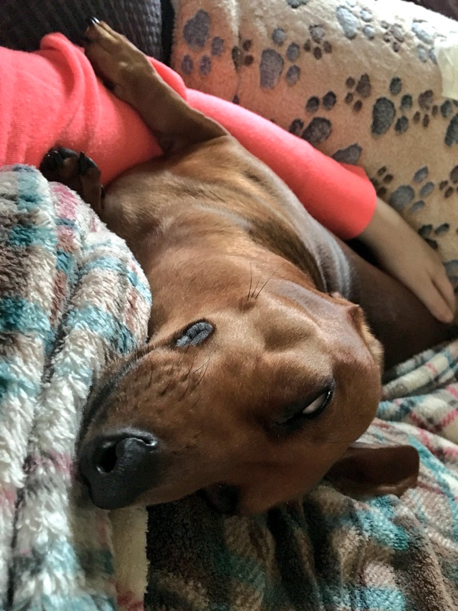 RaisinboyJelly's tweet photo. #CurrentStatus Hoosis is home sick. 🤧 #WarmLap #Cuddles #Jelly https://t.co/rcZnCACDfj