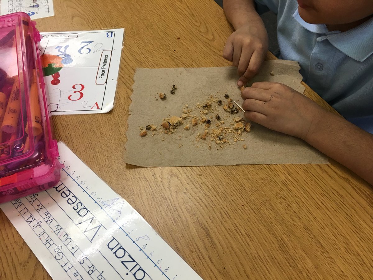 JenniferGlueck's tweet photo. As part of our exploration of fossils, we “excavated” some fossils (chocolate chips) from our “matrix” (cookie) using toothpicks! #camelview #MSD #msd38 https://t.co/ZGYbPk7ftB