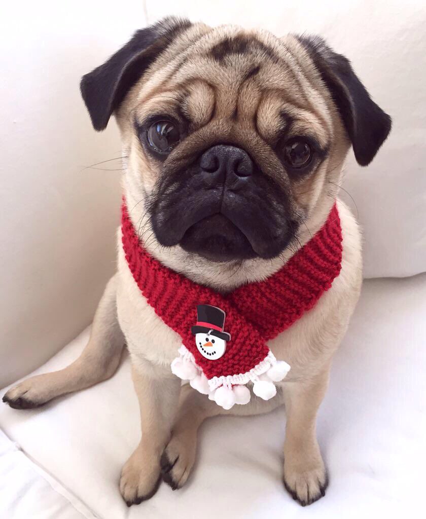 #pugchat Did you know we started <a href="/blindbutnot/">Blind But Not</a> 3 years ago to pay it forward by raising $1000 for <a href="/PugRescueofFL/">PugRescueofFlorida</a>  <a href="/otisthepugwalsh/">Otis, Veruca, Milo, & Teddy</a> was one of the first to get a scarf ❤️
