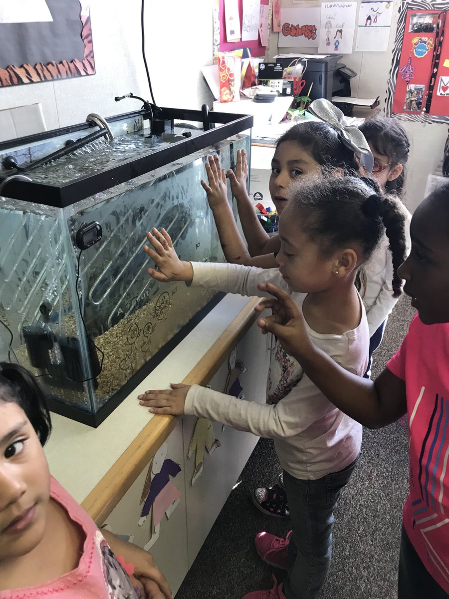AnnieGraton's tweet photo. My first graders have been loving the opportunity to teach Kinders about Trout. @missflaherty23 #rioschools #troutintheclassroom https://t.co/sUaXaZscrD