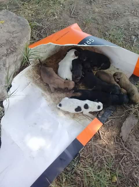 HVisp's tweet photo. @lavozdelosotros los tiraron en pitagoras y victor hugo cerca de caaguazu lanus xfa alguien q los ayuden https://t.co/PNSZs0oyhd