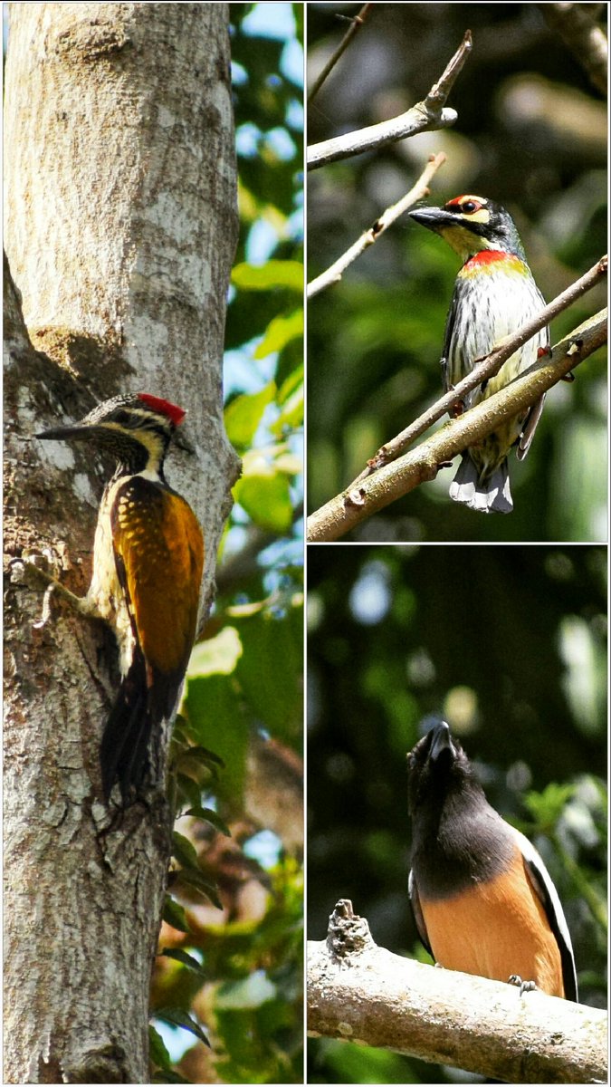 An unplanned spur of the moment #birding at the #botanicalgarden at #nandankanan
#blackrumpedflameback #coppersmithbarbet & #rufoustreepie . #Odisha