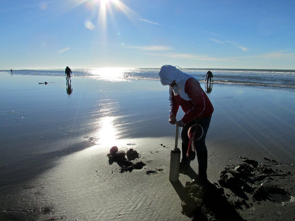 WAStatePks's tweet photo. Ready for the perfect mid-winter escape? 'Clam' on — Check out our Adventure Awaits blog this week where we've got the inside scoop on the best beaches to visit and a few tips for finding those delicious clams! #WDFW #RazorClamming https://t.co/Ys7HEovfIs https://t.co/U3FV9Ivh9r