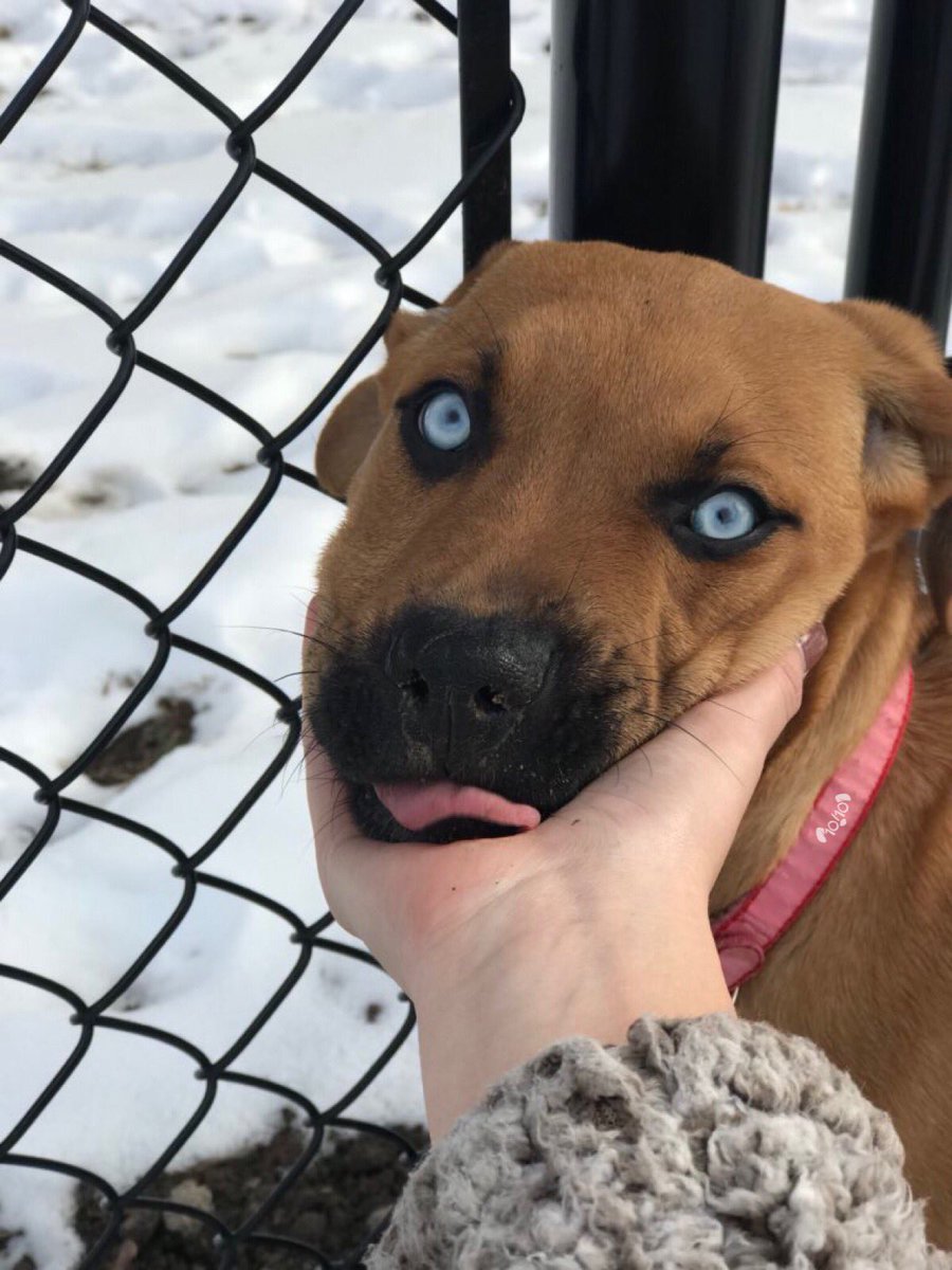 dog_rates's tweet photo. This is Sophie. She can see through time itself. Also responds awkwardly to human contact (relatable). 13/10 hypnotic as h*ck https://t.co/ZDjrGChhYE