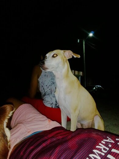 vancar22's tweet photo. #animalesenelcartel los bebés que me llenan de amor https://t.co/THPz7O2K4Q