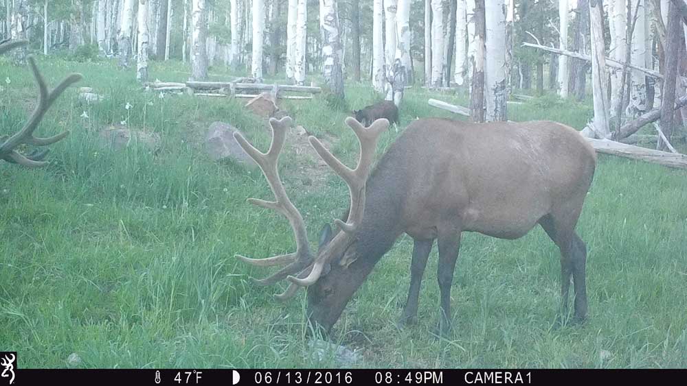 TrailCamNation's tweet photo. #ElkWednesday https://t.co/DuLxjVXOww