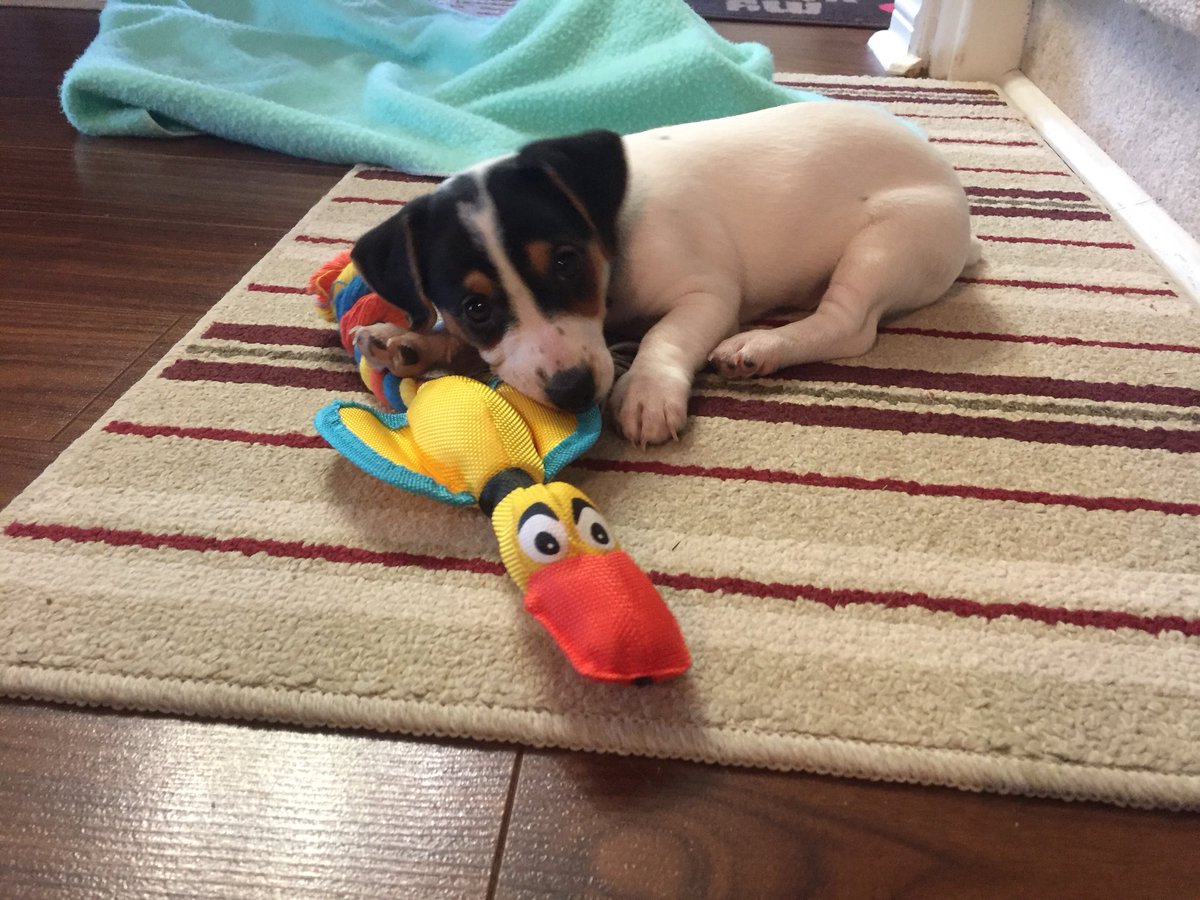 mat_ryder's tweet photo. 🐶 #BellLetsTalk #BellLetsTalk #BellLetsTalk https://t.co/FmYAdOgW9w