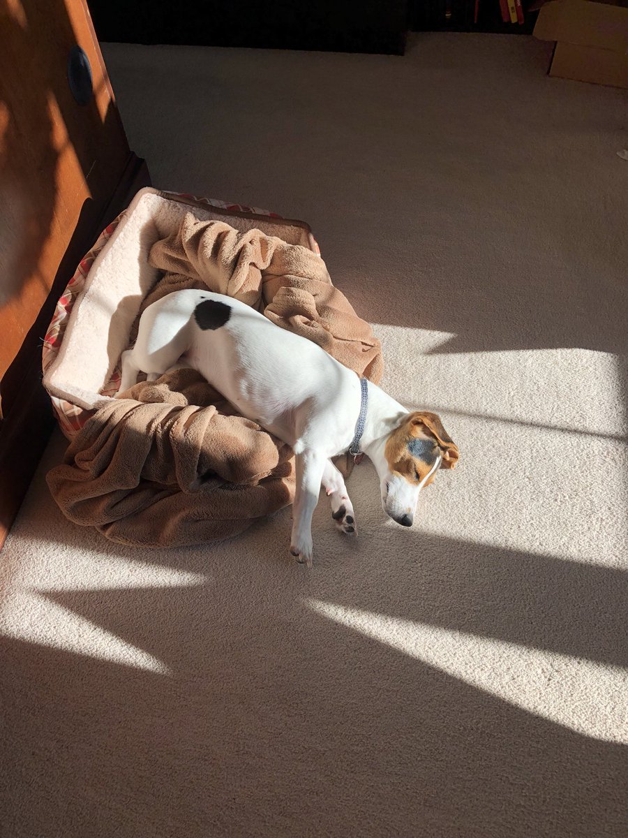 mat_ryder's tweet photo. 🐶 #BellLetsTalk #BellLetsTalk #BellLetsTalk https://t.co/FmYAdOgW9w
