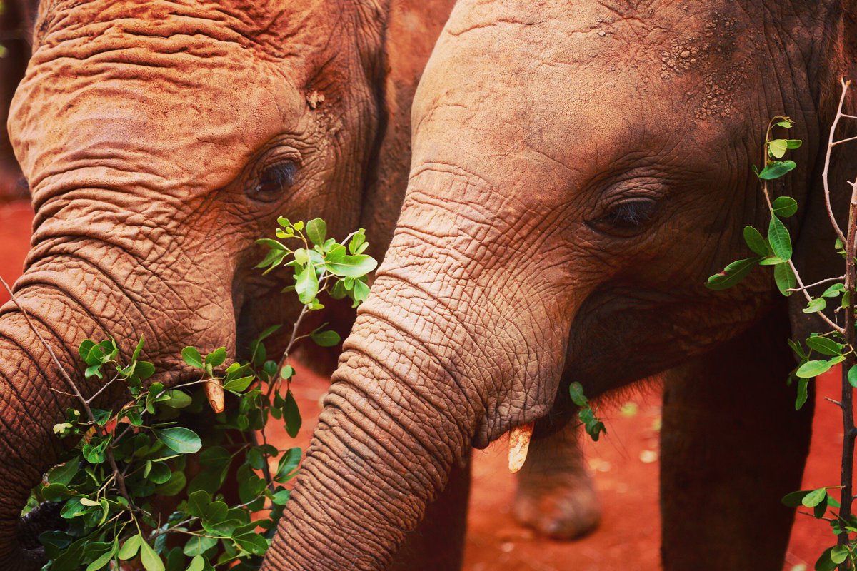 WorryTraveller's tweet photo. @DSWT in #Nairobi #Kenya, orphaned #elephants and #rhinos are taken care in the hope of reintegrating them to #wildlife #fostering #consercation #antipoaching #notoivory https://t.co/CD097RMFhg