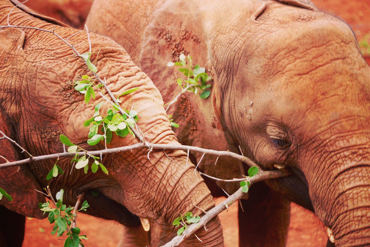 WorryTraveller's tweet photo. @DSWT in #Nairobi #Kenya, orphaned #elephants and #rhinos are taken care in the hope of reintegrating them to #wildlife #fostering #consercation #antipoaching #notoivory https://t.co/CD097RMFhg