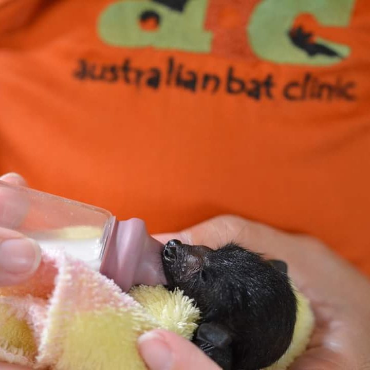 ausbatclinic's tweet photo. PLEASE READ AND HELP SUPPORT US - DAY 1

We have a regular donor who has promised to match dollar for dollar EVERY CENT we raise during the month of February! 

Please donate and help us raise as much as we can!

Photo by Teneale Hayes Photography

Thank you for your support! https://t.co/FLsxw5VcGv