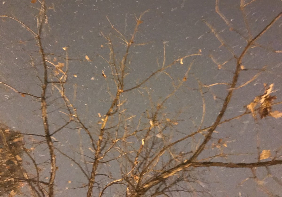 bkmaloney8's tweet photo. @vmangeli1 these blurry tree branches were shivering in the windy, snowy, and cold weather but they are still cool to look at!! go outside and enjoy them too!! #nifkin https://t.co/vu1KX13TPx