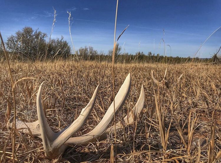 AntlerTrader's tweet photo. Man what a day! https://t.co/7J76YvJnXi