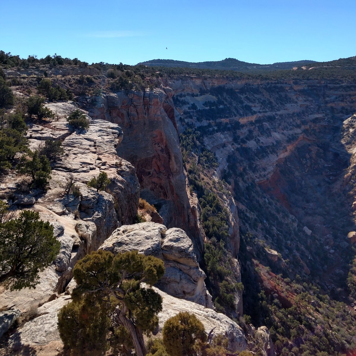 outdoortravella's tweet photo. Red rocks, deep canyons, and desert plants. #nofilter #nofilterneeded #colorado #coloradodaily #coloradoexplored #coloradooutdoors #outdoors #outdoorslife #getoutside #getoutdoors #optoutside #neverstopexploring #landscape #desert https://t.co/ujKPGup7ML