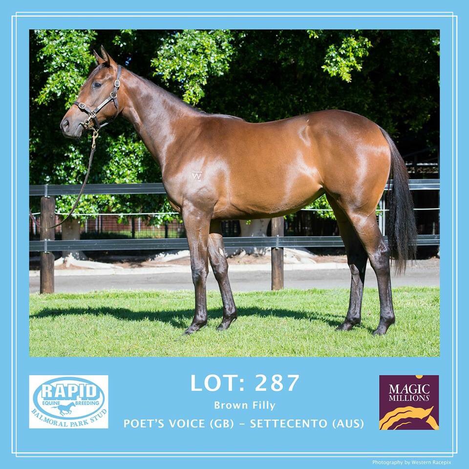 WesternRacepix's tweet photo. 4 more yearlings from Balmoral Park, available at the 2018 Magic Millions Perth Yearling Sale - Belmont Park Racecourse, Feb 19th-20th.
#WesternRacepix #MagicMillionsPerth https://t.co/hcCkKVBlvu