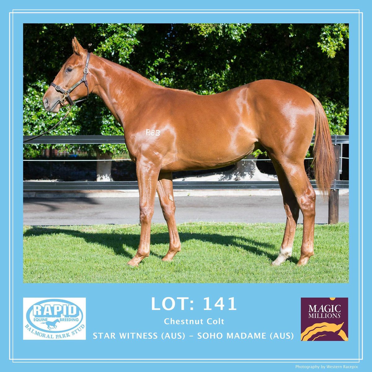 WesternRacepix's tweet photo. 4 more yearlings from Balmoral Park, available at the 2018 Magic Millions Perth Yearling Sale - Belmont Park Racecourse, Feb 19th-20th.
#WesternRacepix #MagicMillionsPerth https://t.co/hcCkKVBlvu
