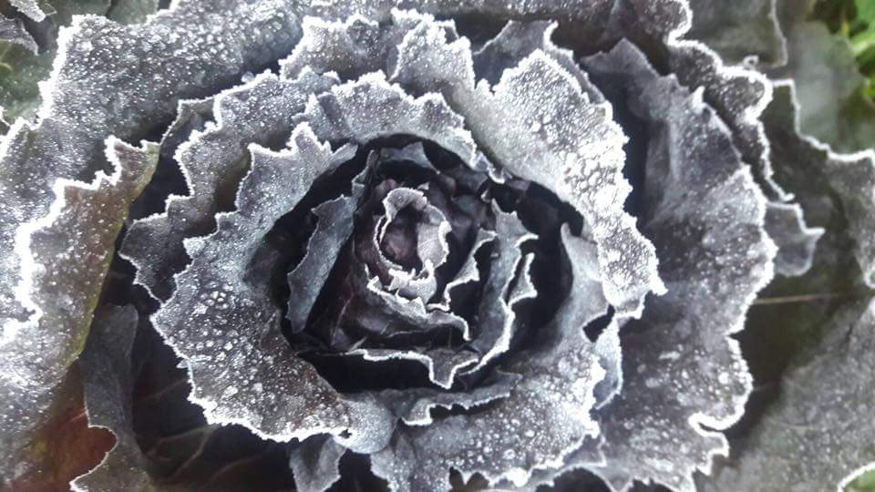 loving_friday's tweet photo. สถานีเกษตรหลวงอ่างขาง หนาวมากกก
อุณหภูมิต่ำสุด 0.9°
ยอดหญ้า -1.6° ❄❄❄❄❄
#reviewchiangmai 
Cr.พี่บอย สถานีเกษตรหลวงอ่างขาง https://t.co/bLj57gVvM6