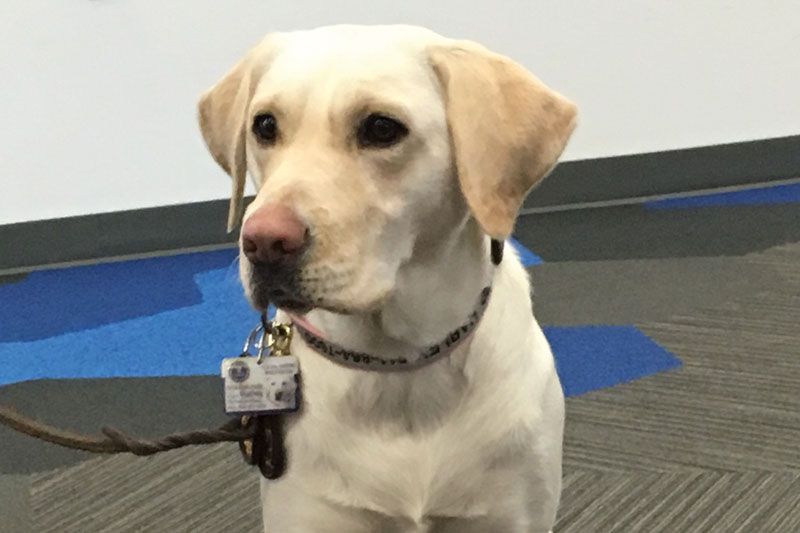 These Dogs Are Solving Cybercrimes — K9 FBI agent helps Westchester cops defeat cybercrime. bit.ly/2Erratl
