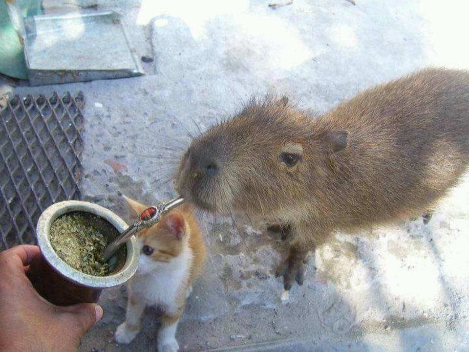 pabloeseerre's tweet photo. La rata bañándose no es nada al lado del carpincho tomando mate https://t.co/k6xBcHYRCf