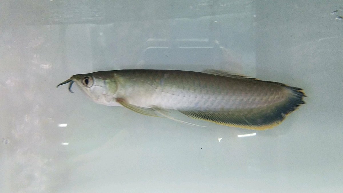 アクアフリーク アルタム 本日入荷 W ブラックアロワナノーテール W フロリダガーエバーグルイス W カラープロキロ