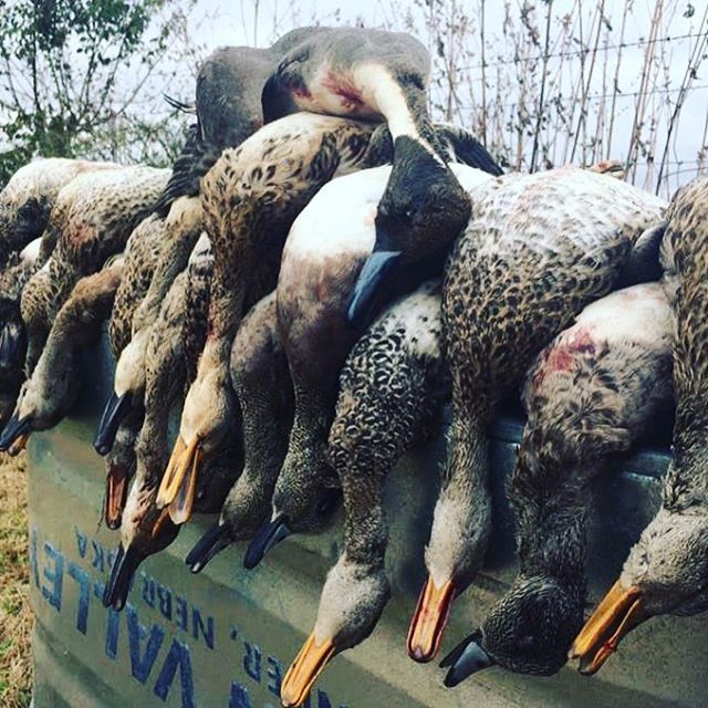 Not fowl’n around. #mallards #federalammunition #max5 #birddog #duckhunting #ducks ift.tt/2E1yI8F