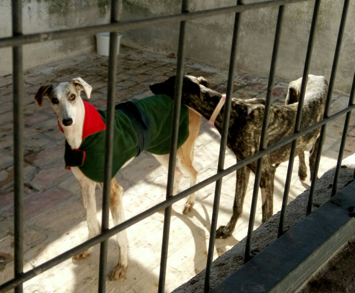 REFUGIOAPRENDA's tweet photo. 1 de febrero. Día Mundial del Galgo.
Día mundial de una de las razas más maltratada "usada" tan sólo con el fin del sufrimiento
#DiaDelGalgo #galgo https://t.co/qj7UeIEl6x
