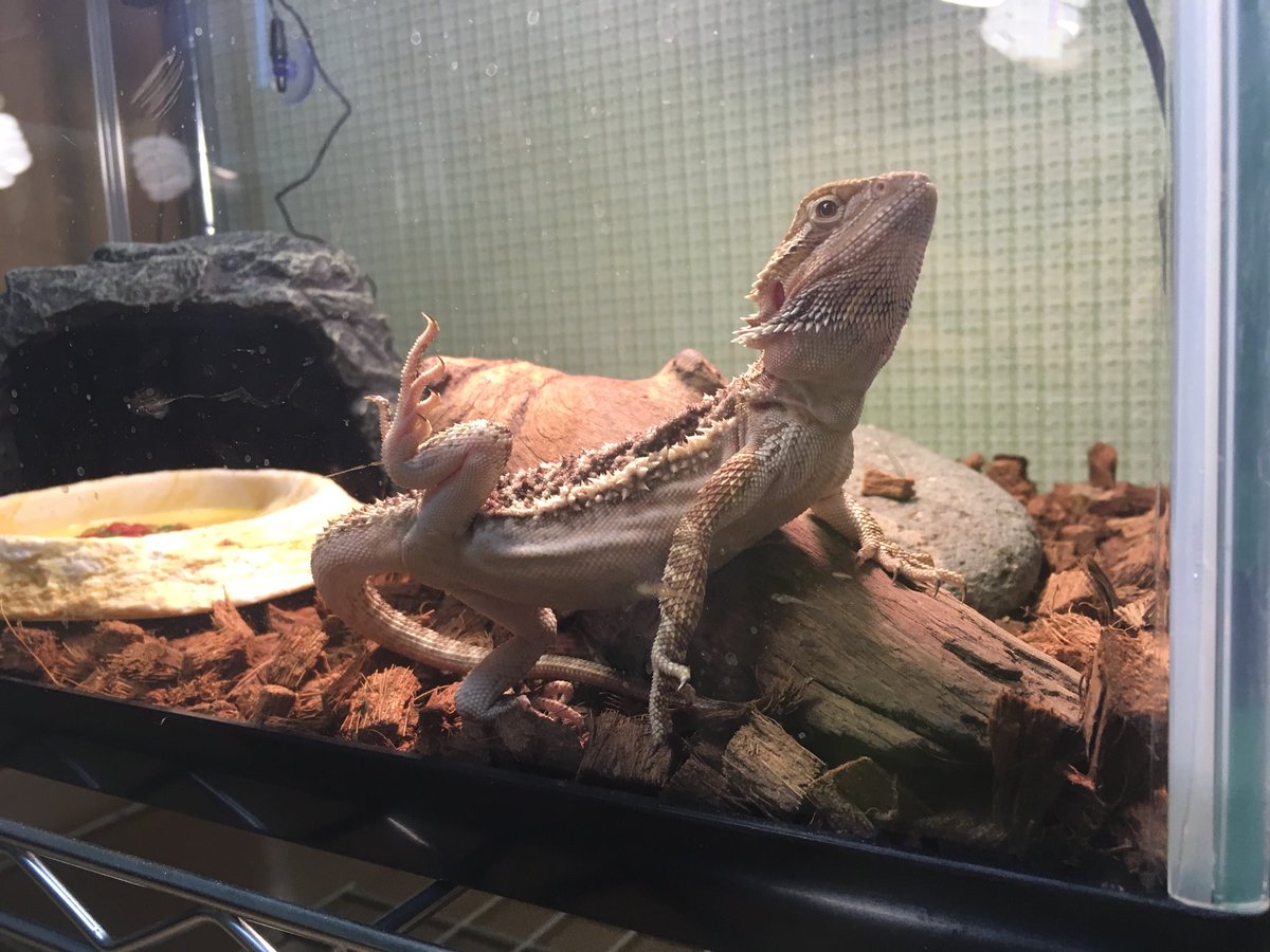 これは、なに？

#フトアゴヒゲトカゲ
#爬虫類