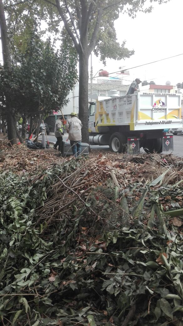 elvianuez2's tweet photo. @Del_Coyoacan 

Se le agradece a la delegación de Coyoacán y a la nueva unidad de atención y servicios de Tlalpan, por el trabajo de limpieza y recolección de hojarasca en el jardín de las rosa de la colonia El Rosedal. https://t.co/eHC3Sqr6Id