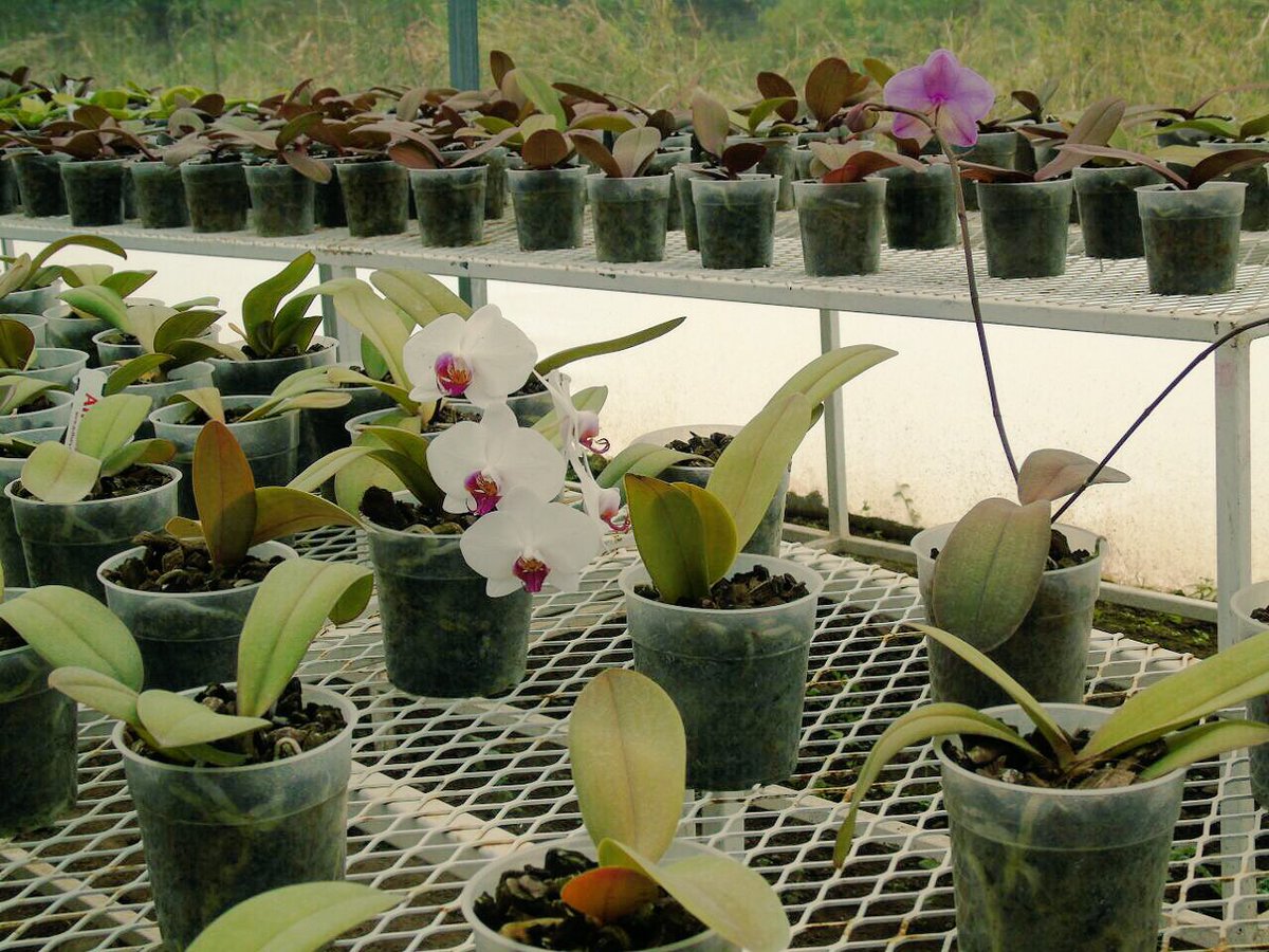 consiah_sc's tweet photo. Producción de Phalaepnosis en la Loc de Mixtla, Xochicoatlan. @SEDAGRO_HIDALGO @Car_Muniz @PESAMEXICO @SagarpaHgo @CamarilloMVZ @ecarizpe https://t.co/gijMTH3o7U