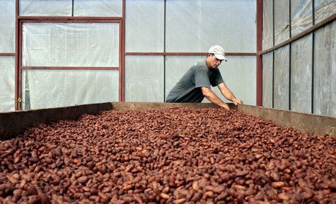 wef's tweet photo. Chocolate is on track to go extinct in 40 years https://t.co/gaF5NdNhz3 #food https://t.co/ZIlyl08NcY