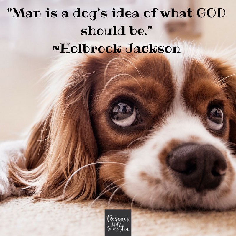 rhmfonline's tweet photo. #adoptdontshop #pets #PetAdoption #quote #rescueshavemorefun https://t.co/U2NX2IsX6g