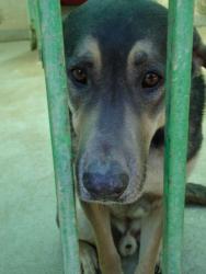 NuevaVidaAdop's tweet photo. #MADRID
DANKO languidece en nuestro ALBERGUE:necesita un hogar YA!!
MIX pastor aleman 6,5años
Carñoso y mimosón,un angel peludo en busca de hogar
EN ADOPCION O ACOGIDA
#adoptanocompres #adopcion #acoge 
📩facenuevavida@gmail.com https://t.co/pqQjCt7nWs