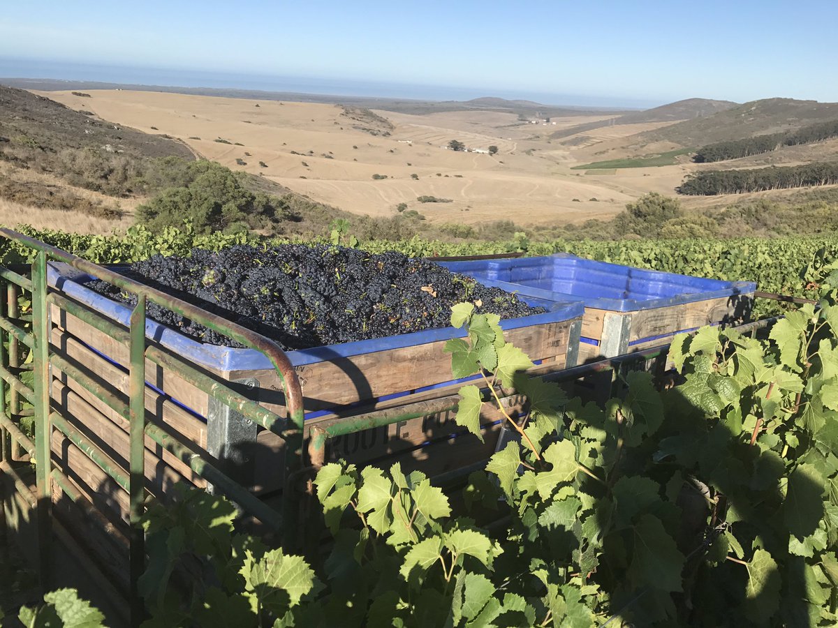 Life <a href="/GrootePost/">Groote Post Wines</a> Feb starts with 400m elevation Pinot Noir destined for our Cap Classique Sparkling <a href="/InfoDarling/">Alina Paruta‍</a> <a href="/WestCoastWaySA/">𝗪𝗘𝗦𝗧 𝗖𝗢𝗔𝗦𝗧 𝗪𝗔𝗬</a> #mcc