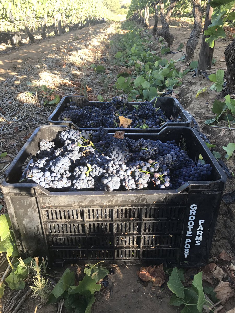 Nick Pentz tweet media