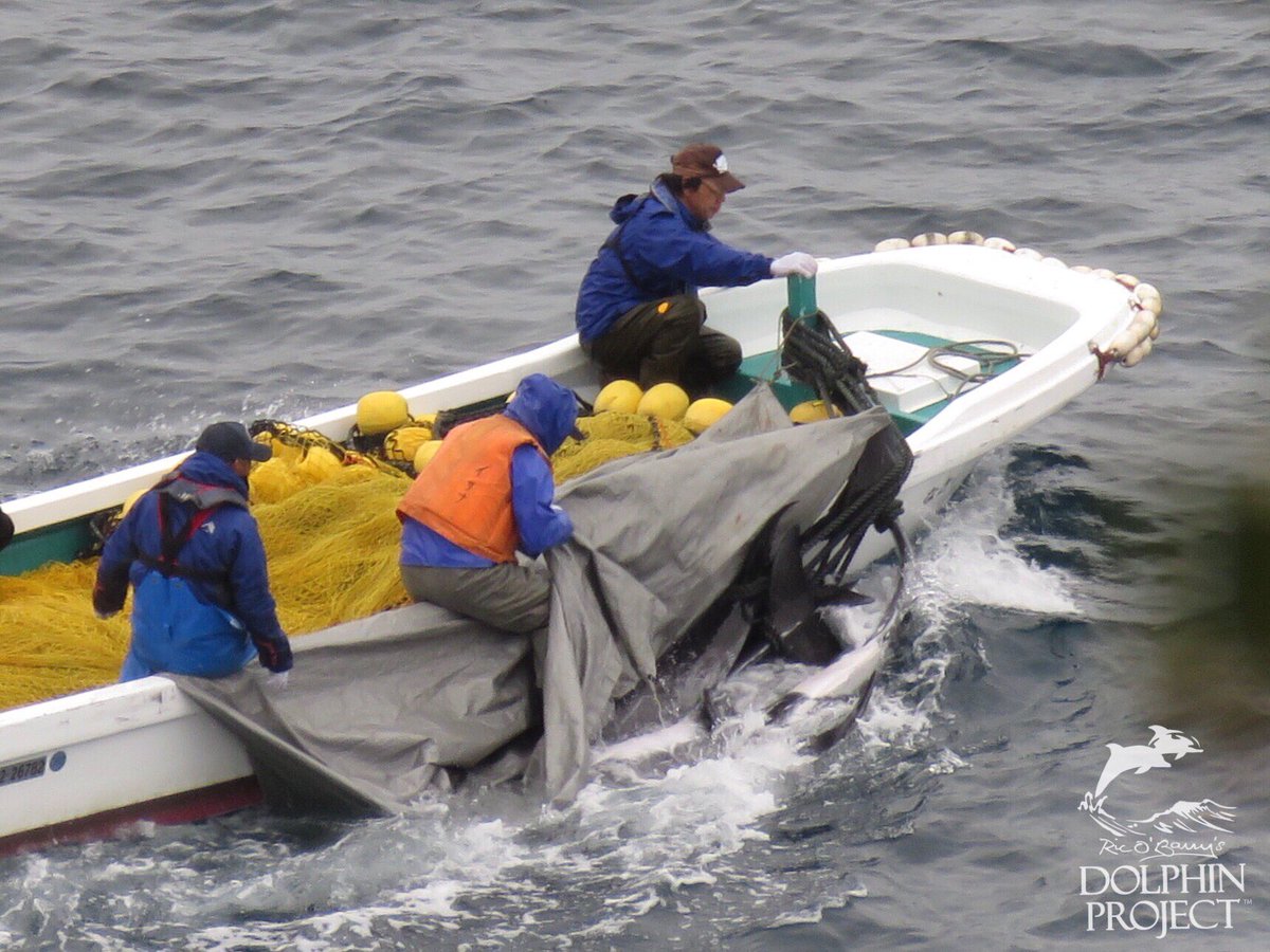 Dolphin_Project's tweet photo. Taiji: Brutality for dolphins continues into the first day of February. A pod of 17 Risso’s dolphins, including one calf, was slaughtered in the Cove this morning. Full report on Instagram and Facebook. 2-1-18 3:25pm #dolphinproject https://t.co/89c9OO4OQz